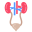 kidney-icon